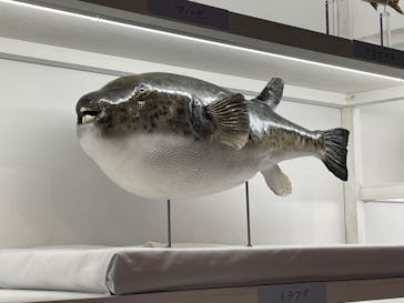 特別展「和食 ～日本の自然、人々の知恵～」に投稿された画像（2023/11/12）