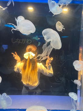 しながわ水族館に投稿された画像（2023/11/12）