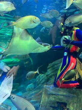 しながわ水族館に投稿された画像（2023/11/12）