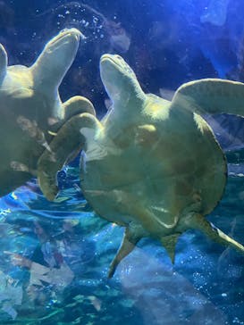 しながわ水族館に投稿された画像（2023/11/12）