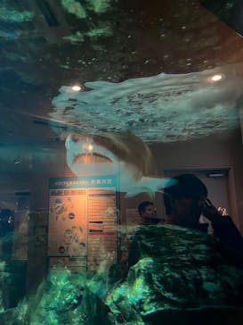 しながわ水族館に投稿された画像（2023/11/12）