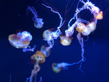 すみだ水族館に投稿された画像（2023/11/12）