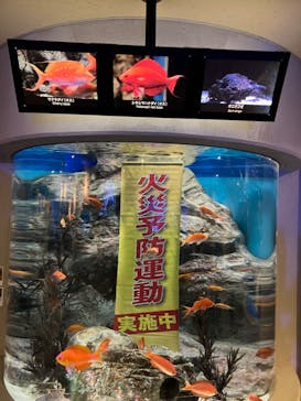 しながわ水族館に投稿された画像（2023/11/12）