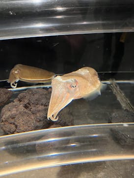 しながわ水族館に投稿された画像（2023/11/12）