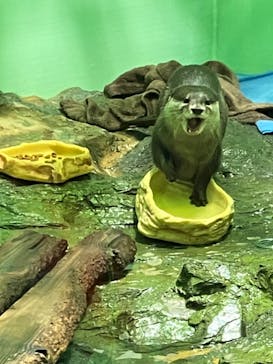 しながわ水族館に投稿された画像（2023/11/12）