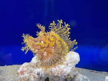 サンシャイン水族館に投稿された画像（2023/11/12）