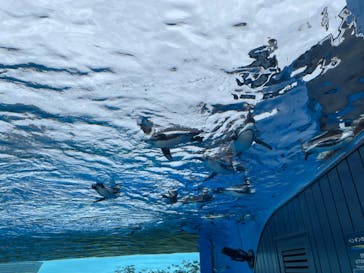 サンシャイン水族館に投稿された画像（2023/11/12）