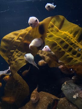 環境水族館アクアマリンふくしまに投稿された画像（2023/11/12）