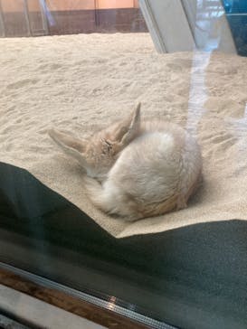 環境水族館アクアマリンふくしまに投稿された画像（2023/11/12）