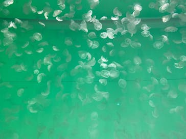 アクアワールド茨城県大洗水族館に投稿された画像（2023/11/12）