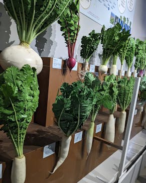 特別展「和食 ～日本の自然、人々の知恵～」に投稿された画像（2023/11/12）