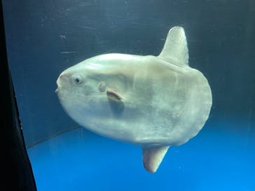 サンシャイン水族館に投稿された画像（2023/11/12）