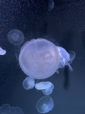 サンシャイン水族館に投稿された画像（2023/11/12）