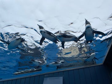 サンシャイン水族館に投稿された画像（2023/11/12）