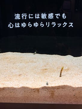 横浜開運水族館 フォーチュンアクアリウムに投稿された画像（2023/11/12）
