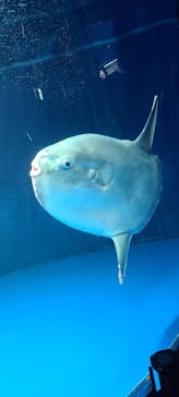 サンシャイン水族館に投稿された画像（2023/11/12）
