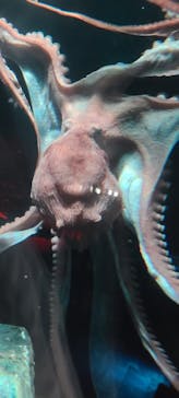 サンシャイン水族館に投稿された画像（2023/11/12）