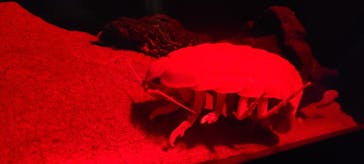 サンシャイン水族館に投稿された画像（2023/11/12）