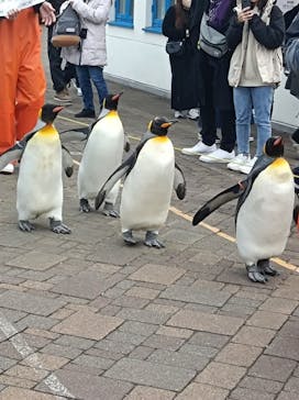 登別マリンパークニクスに投稿された画像（2023/11/12）