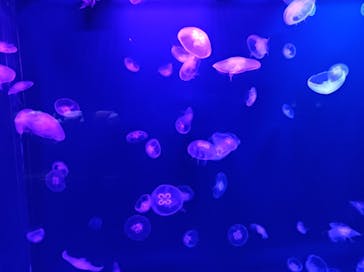 登別マリンパークニクスに投稿された画像（2023/11/12）