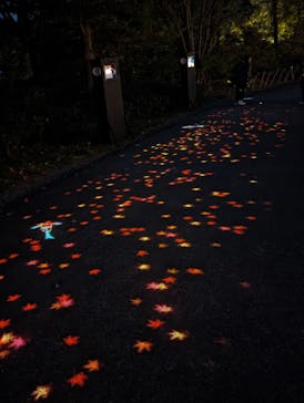 国営昭和記念公園 秋の夜散歩に投稿された画像（2023/11/12）