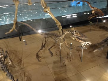 福井県立恐竜博物館に投稿された画像（2023/11/12）