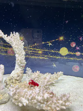 マクセル アクアパーク品川に投稿された画像（2023/11/12）