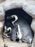 サンシャイン水族館に投稿された画像（2023/11/13）