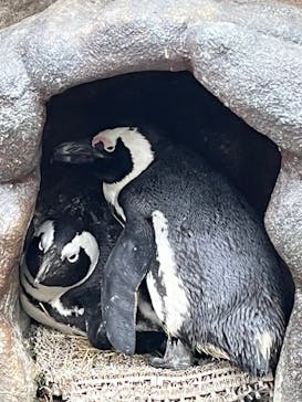 サンシャイン水族館に投稿された画像（2023/11/12）