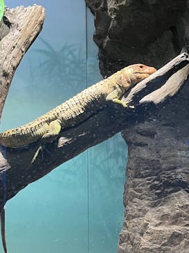 サンシャイン水族館に投稿された画像（2023/11/12）