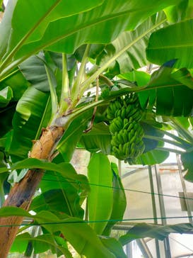 熱川バナナワニ園に投稿された画像（2023/11/12）