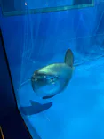 アクアワールド茨城県大洗水族館に投稿された画像（2023/11/13）