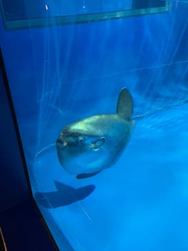 アクアワールド茨城県大洗水族館に投稿された画像（2023/11/12）