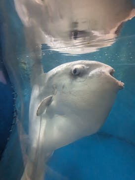 越前松島水族館に投稿された画像（2023/11/12）