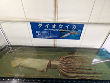 越前松島水族館に投稿された画像（2023/11/12）