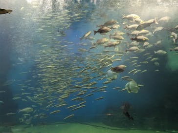 越前松島水族館に投稿された画像（2023/11/12）
