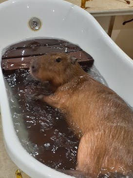 アニタッチアクアシティお台場に投稿された画像（2023/11/13）