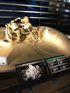 福井県立恐竜博物館に投稿された画像（2023/11/13）