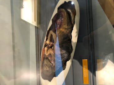 福井県立恐竜博物館に投稿された画像（2023/11/13）