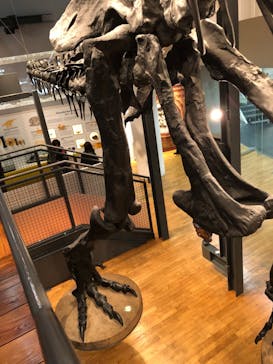 福井県立恐竜博物館に投稿された画像（2023/11/13）