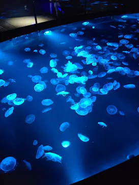 すみだ水族館に投稿された画像（2023/11/13）