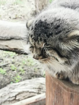 那須どうぶつ王国に投稿された画像（2023/11/13）