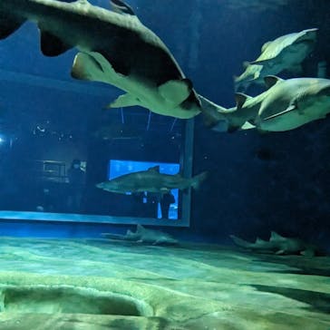 アクアワールド茨城県大洗水族館に投稿された画像（2023/11/13）
