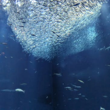 アクアワールド茨城県大洗水族館に投稿された画像（2023/11/13）