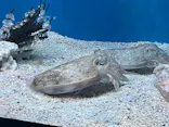 サンシャイン水族館に投稿された画像（2023/11/13）