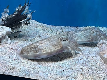 サンシャイン水族館に投稿された画像（2023/11/13）