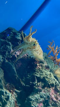 サンシャイン水族館に投稿された画像（2023/11/13）