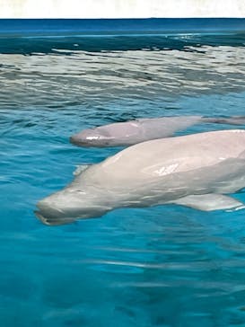 鴨川シーワールドに投稿された画像（2023/11/13）