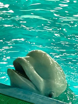 鴨川シーワールドに投稿された画像（2023/11/13）