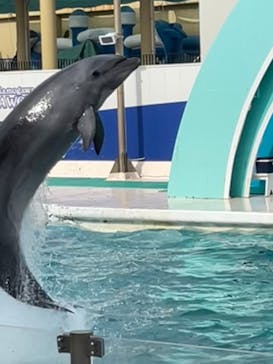 鴨川シーワールドに投稿された画像（2023/11/13）